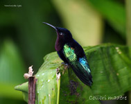 Colibri madere_2910.jpg